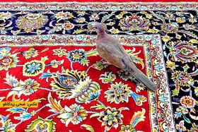 عاشقی که وقت نمی&zwnj;شناسد