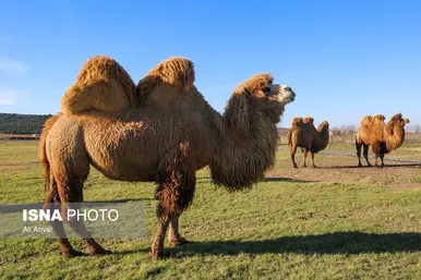 مزرعه شتر دوکوهانه در استان اردبیل
