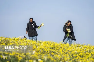 ایران زیباست | برداشت گل نرگس - ساری