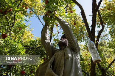 ایران زیباست | برداشت انار از باغات قصردشت شیراز