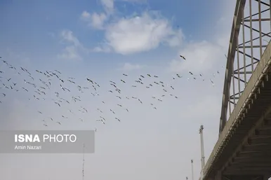 ایران زیباست | پرندگان پل سفید اهواز