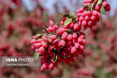 برداشت «زرشک» در روستا‌های خراسان جنوبی