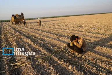 گزارش تصویری | کشت نیشکر در خوزستان