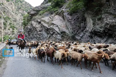 گزارش تصویری | «جاده چالوس» گذرگاه بهاری عشایر
