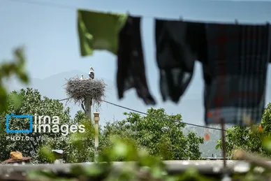 «خداوند لک‌لک‌ها را دوست دارد»