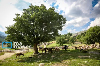 گزارش تصویری | «زندگی عشایری»
