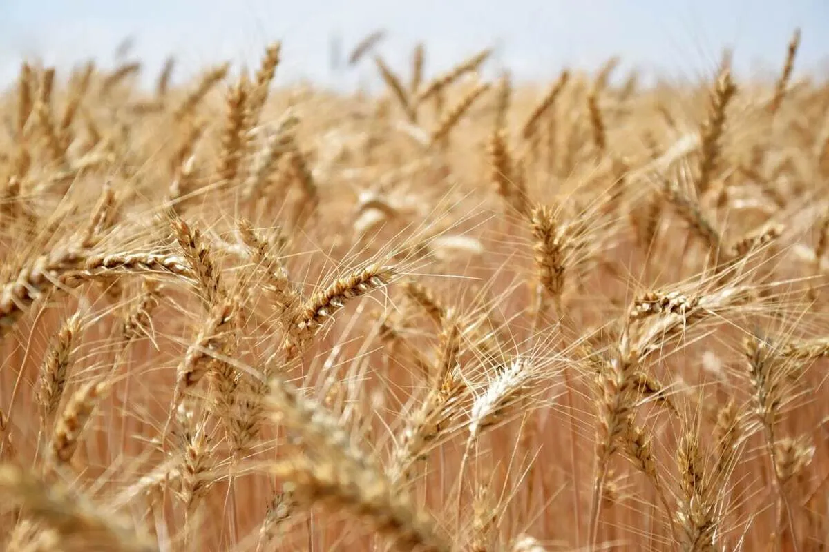 عملیات برداشت جو از اراضی شهرستان مشهد آغاز شد (۲۱ خرداد ۱۴۰۴)