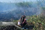 آتش سوزی تالاب انزلی اطفا شد + تصاویر