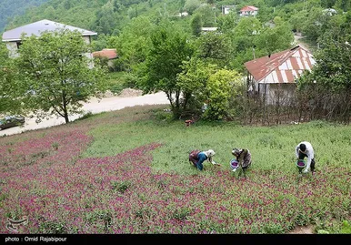ایران زیباست | برداشت گل گاو زبان در روستای سجیران گیلان