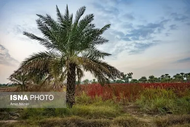 ایران زیباست | برداشت چای ترش