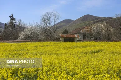 ایران زیباست | کشت کلزا در مناطق کوهستانی دودانگه - مازندران