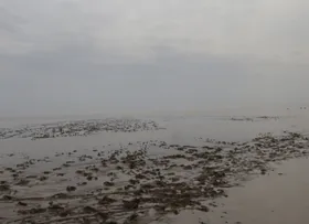 تالاب جازموریان جان دوباره گرفت