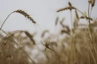 افزایش ۱۸ درصدی مبارزه با آفت سن گندم در خراسان رضوی