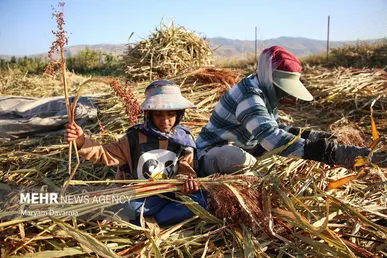 گزارش تصویری | جاروبافی در روستای ملاحسن