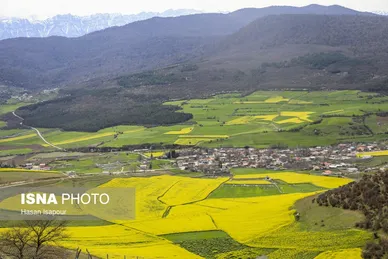 ایران زیباست | کشت کلزا در مناطق کوهستانی دودانگه - مازندران