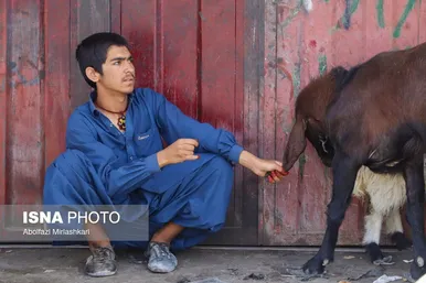 گزارش تصویری | عید قربان در زاهدان