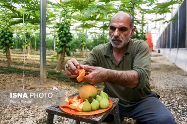 تولید «پاپایا» میوه‌ استوایی ناشناخته در همدان