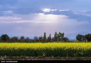 ایران زیباست | کشت کلزا در شهرستان سلسله - لرستان