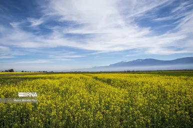 عکس‌هایی از مزارع کلزا
