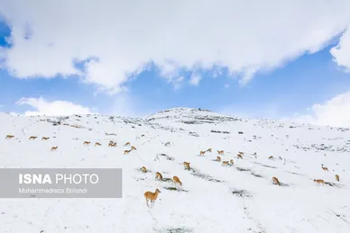 ایران زیباست | سفر قوچ‌ها و میش‌ها در میان رشته کوههای البرز