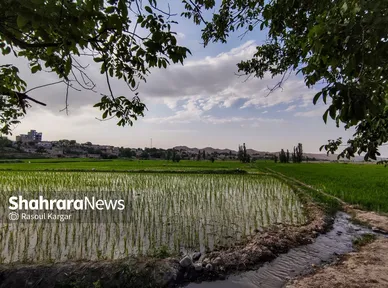 مزارع شالیکاری کلات نادری