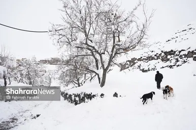 گزارش تصویری | طبیعت زمستانی روستای کنگ