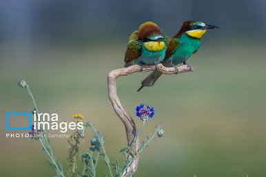 گزارش تصویری | پرنده‌ای به نام زنبور خوار اروپایی