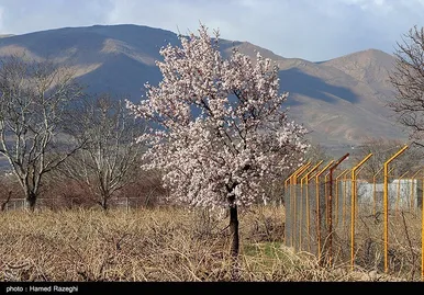 شکوفه‌های بهاری ابهر - زنجان