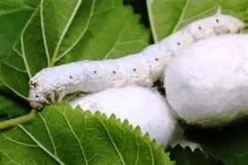 خودکفایی تولید تخم نوغان هیبرید ظرف سه سال محقق می&zwnj;شود