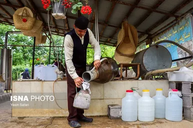 ایران زیباست | گلاب گیری در روستای گیلده گیلان