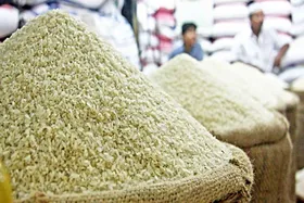 عضو کمیسیون کشاورزی مجلس: دلالان از بازار برنج سود می&zwnj;برند