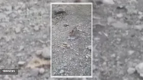 آب دادن به یک روباه تشنه در لردگان + فیلم