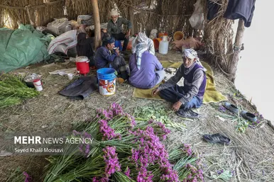 ایران زیباست | برداشت گل در حمیدیه خوزستان