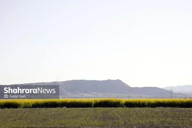 گزارش تصویری | مزارع «کلزا» در نزدیکی مشهد