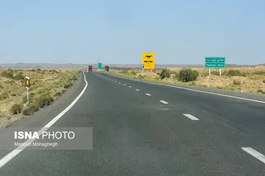تلف شدن دوباره یوزپلنگ ایرانی در محور میامی _ سبزوار