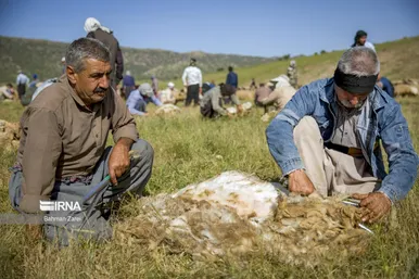 عکس‌های پشم‌چینی گوسفندان عشایر