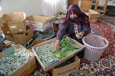 ایران زیباست | از پیله تا فرش ترکمن