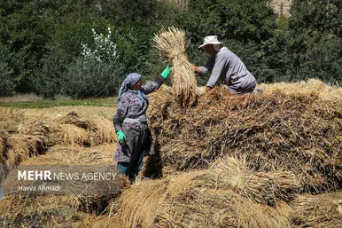 گزارش تصویری | برداشت سنتی برنج در سوادکوه