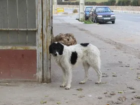 جمع&zwnj;آوری سگ&zwnj;های ولگرد، درخواست ۴۰۲۲ شهروند از ۱۳۷