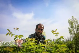 برداشت گل محمدی در روستای فرخد