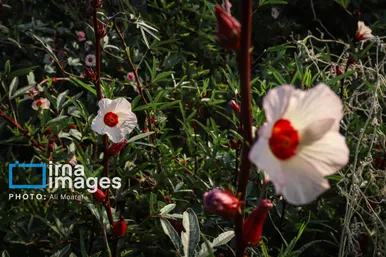 برکت خاک ایران | برداشت چای قرمز در روستای علوه