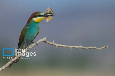 گزارش تصویری | پرنده‌ای به نام زنبور خوار اروپایی