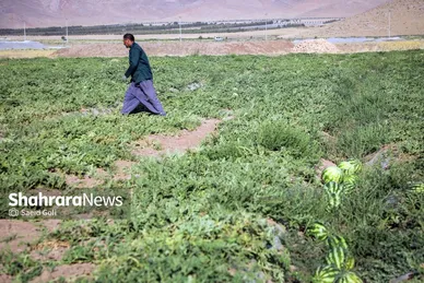 برداشت هندوانه در روستای گلسرا