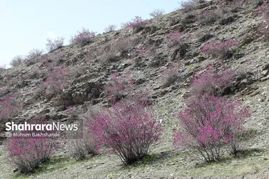 ایران زیباست | «ارغوان» پنجه‌ی خونین زمین
