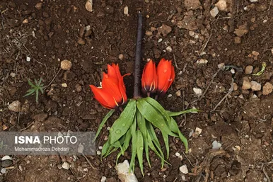 لاله‌ی «واژگون» و شاهنامه فردوسی