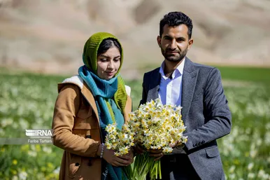 نذر گل نرگس به مقصد حرم