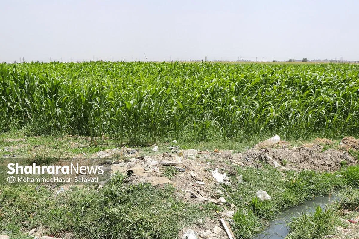 تحول سبز مشهد با کاشت ۴۴۰ هکتار درخت در کشف‌رود