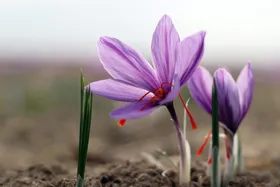 قیمت روز زعفران در بازار (۱۳ مرداد ۱۴۰۳) | پیش&zwnj;بینی نرخ زعفران در ماه&zwnj;های پیش رو