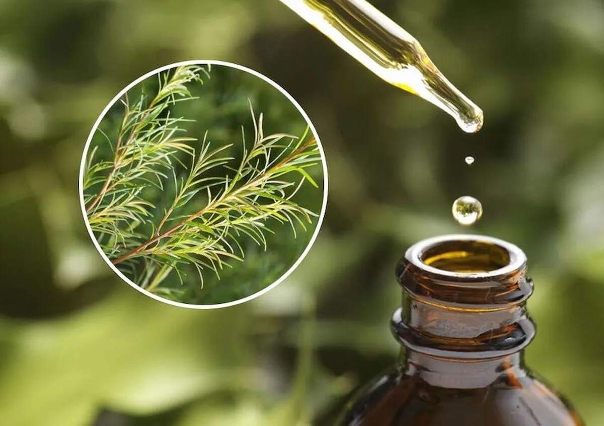 با خواص شگفت‌انگیز یک روغن گیاهی برای پوست، مو و ناخن آشنا شوید