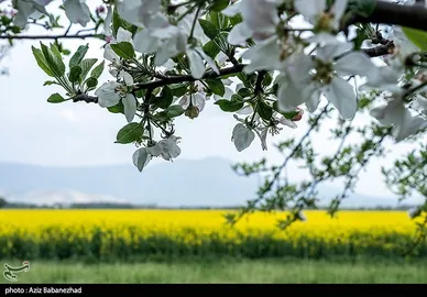 ایران زیباست | کشت کلزا در شهرستان سلسله - لرستان